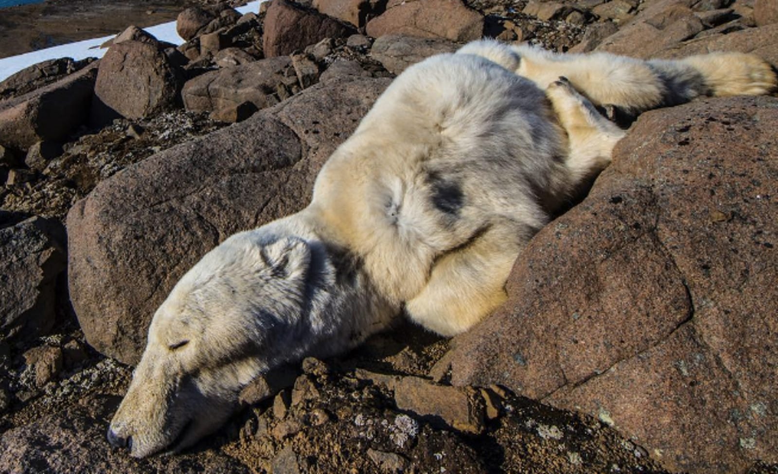 Shocking Photos of Young Polar Bears Who Died of Starvation are a Brutal Wake Up Call for Us All