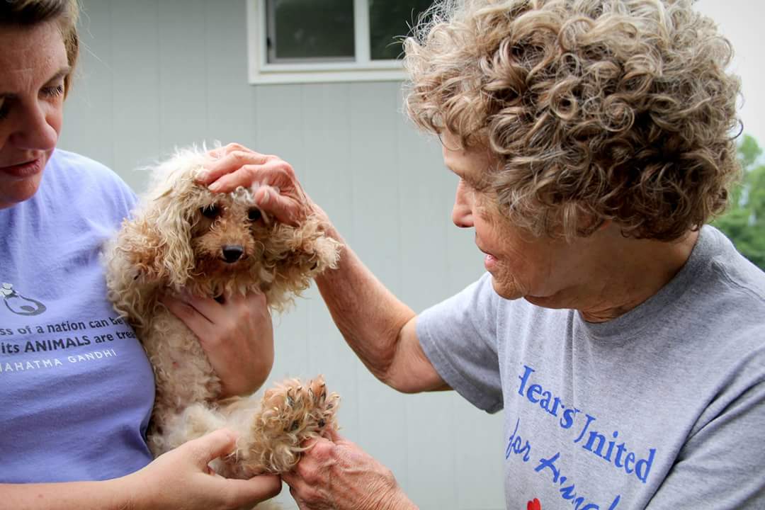 5 Organizations Helping to Spread the Words About Puppy Mills 