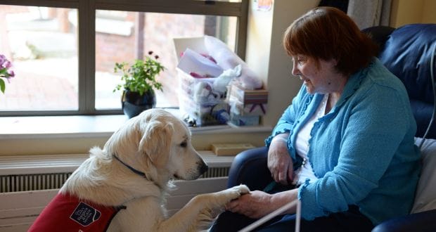 How Organizations Are Using Therapy Dogs to Help People Through Difficult Times