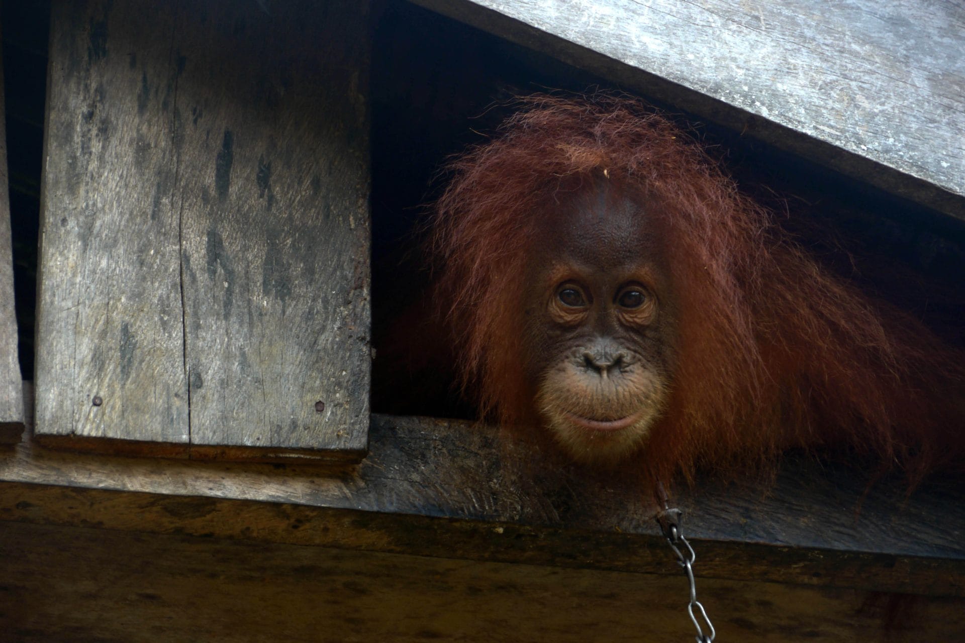 Orangutan Shackled in Leuser_Carlos Quiles_Tyson10