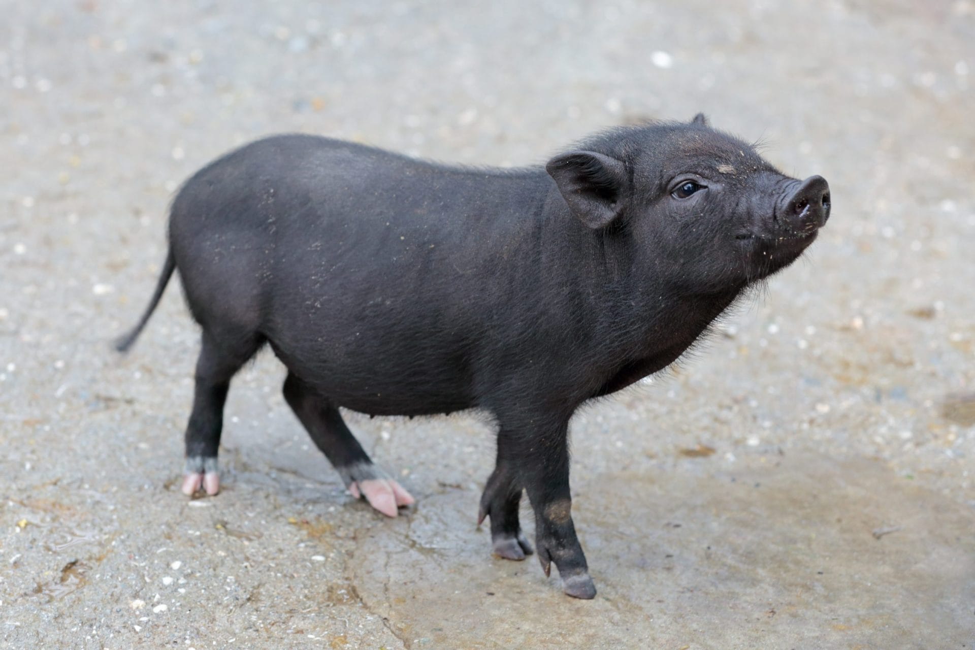 potbelly pig