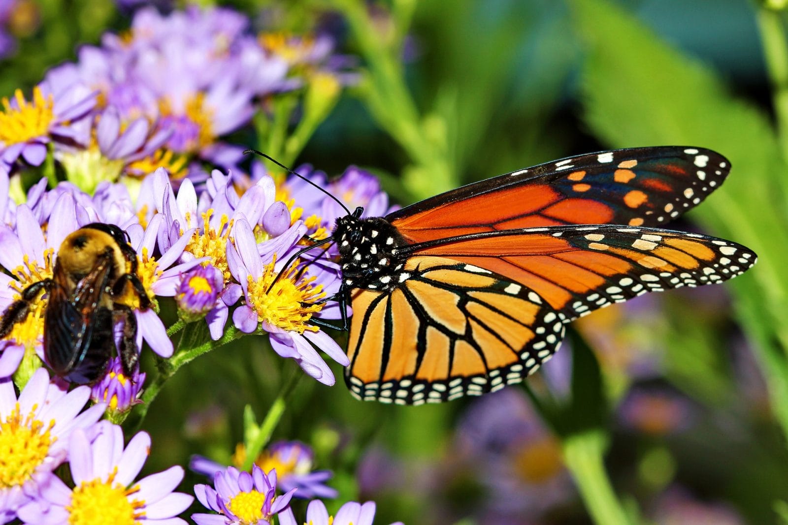 5 Ways We Can Help Save Bees and Monarchs