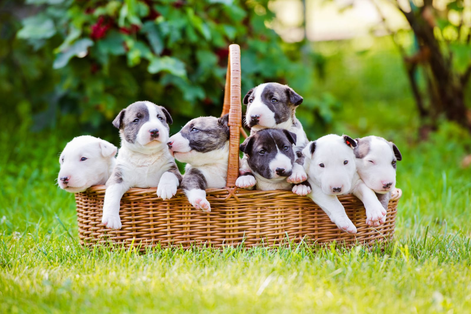 Several puppies in a basket in a field