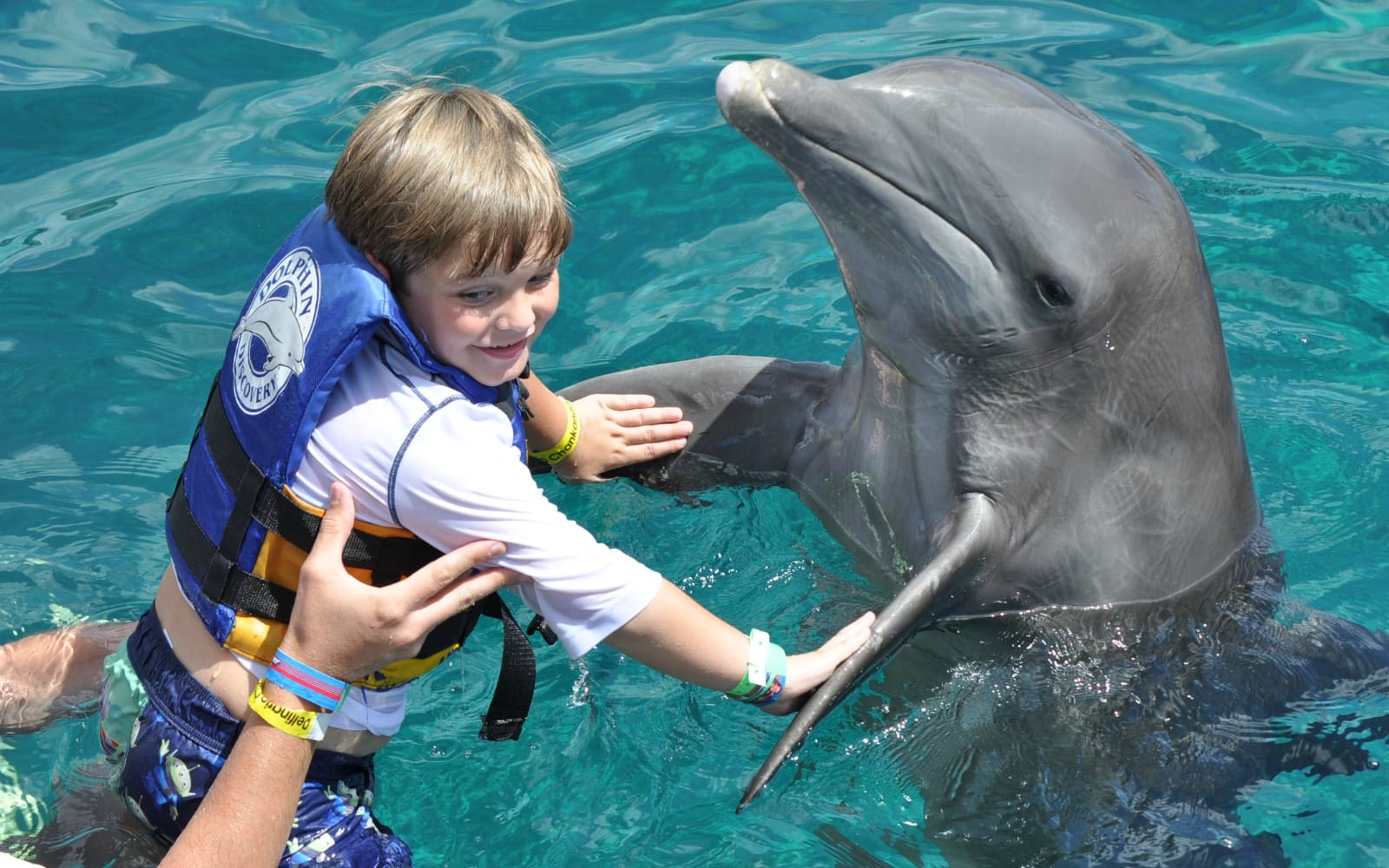 Kid putting hands on dolphin's flippers