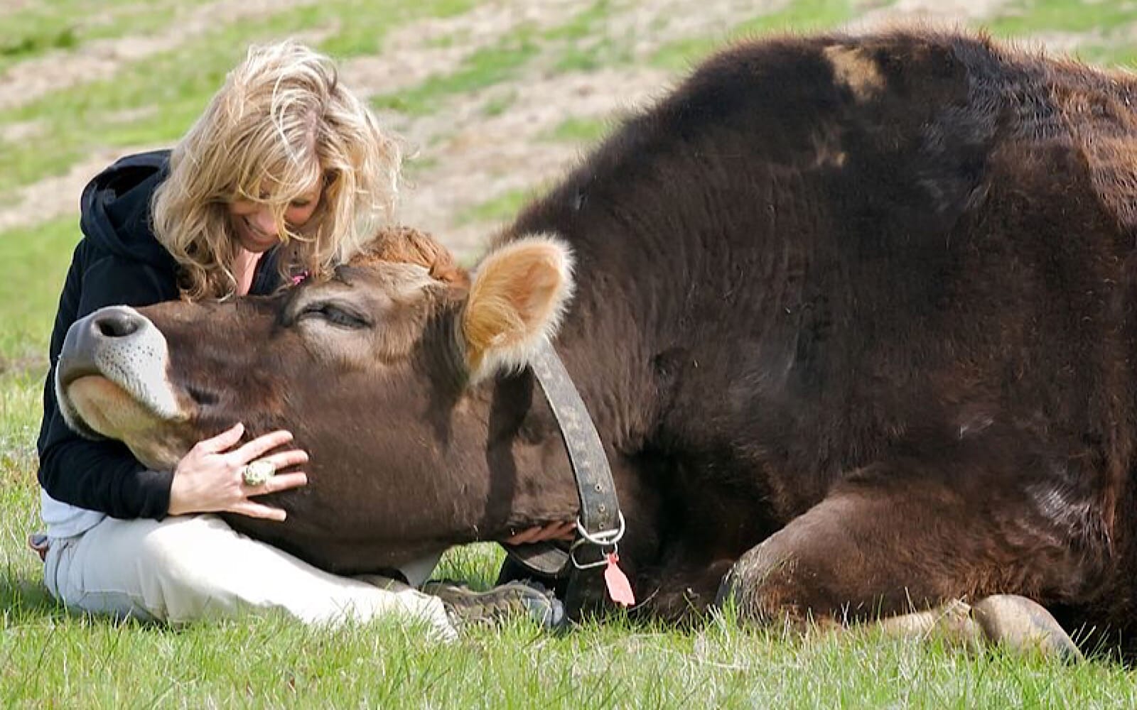 Woman hugging cow