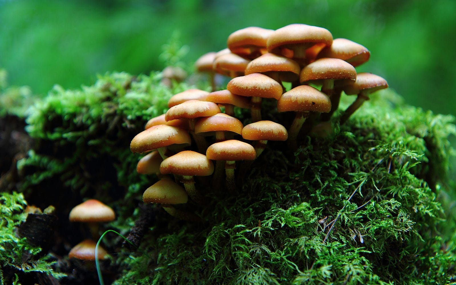 A Guide to Mushrooms Foraging for Beginners - One Green Planet