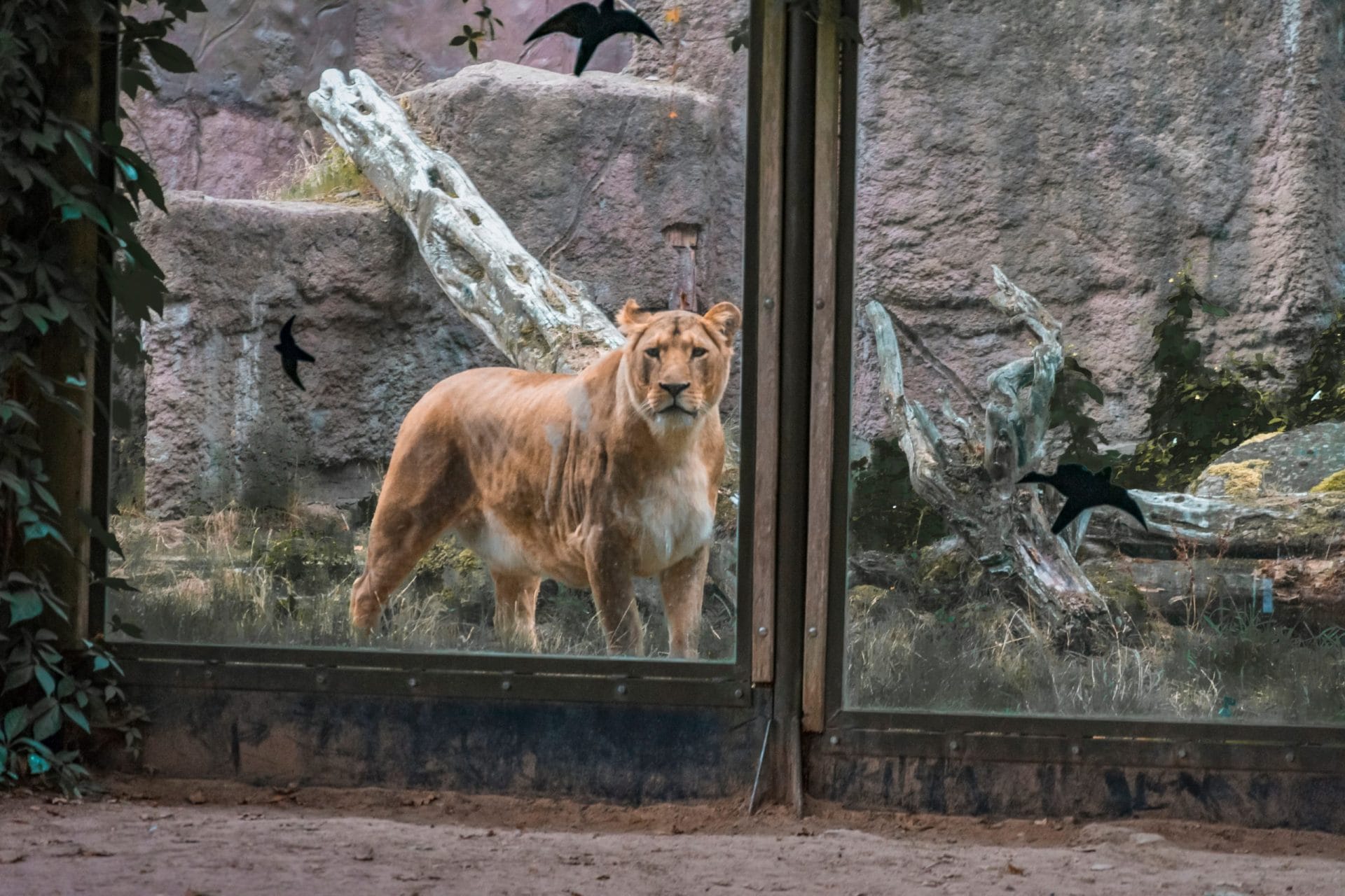 lion at zoo
