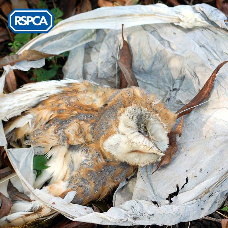 How Those Popular Sky Lantern Festivals Pose a Threat to Wildlife and the Environment