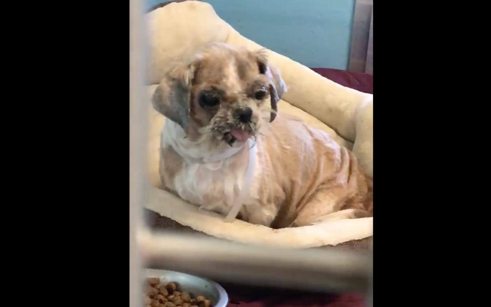 Homeless Dog Covered in Matted Fur and Tumors Gets a Miraculous Makeover and New Life! (VIDEO)