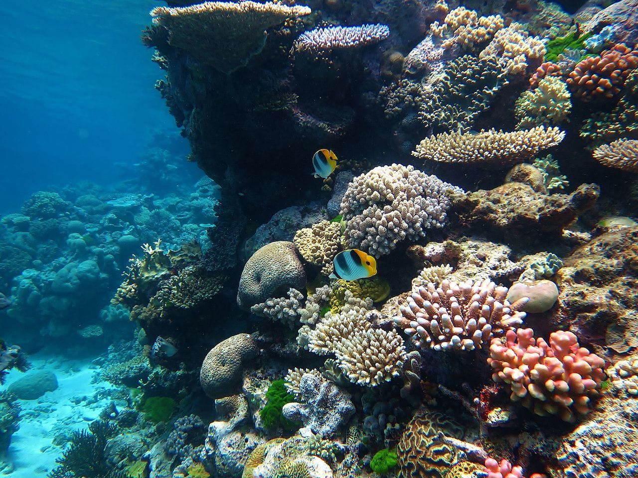 What Is Going on with the World’s Corals, What Is Being Done and What Can You Do