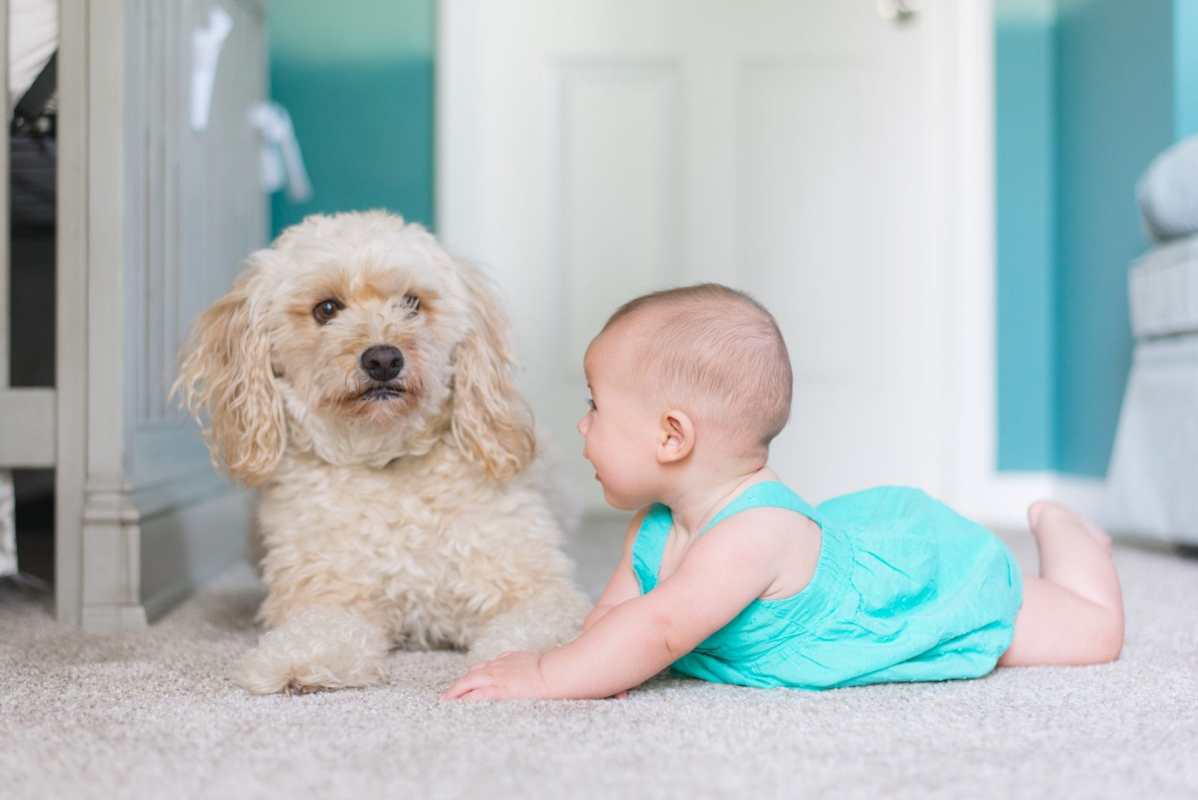 Dog laying on floor with baby