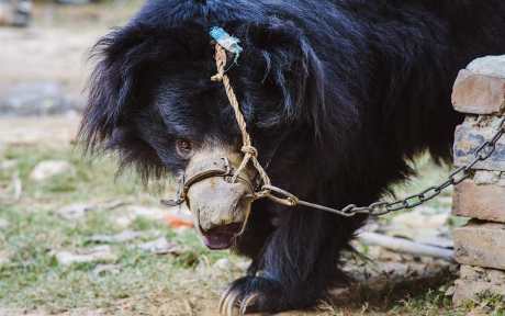 Bear with ropes and chains attached to their face