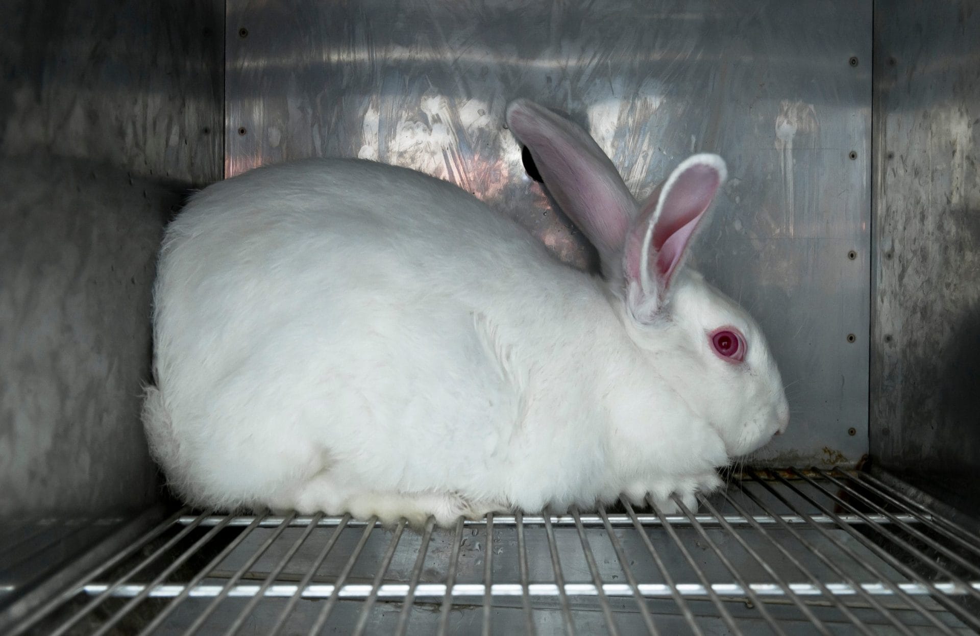 rabbit in testing facility