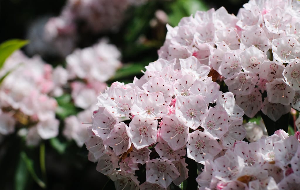 All About Mountain Laurel and Rhododendron: Spring's Floral