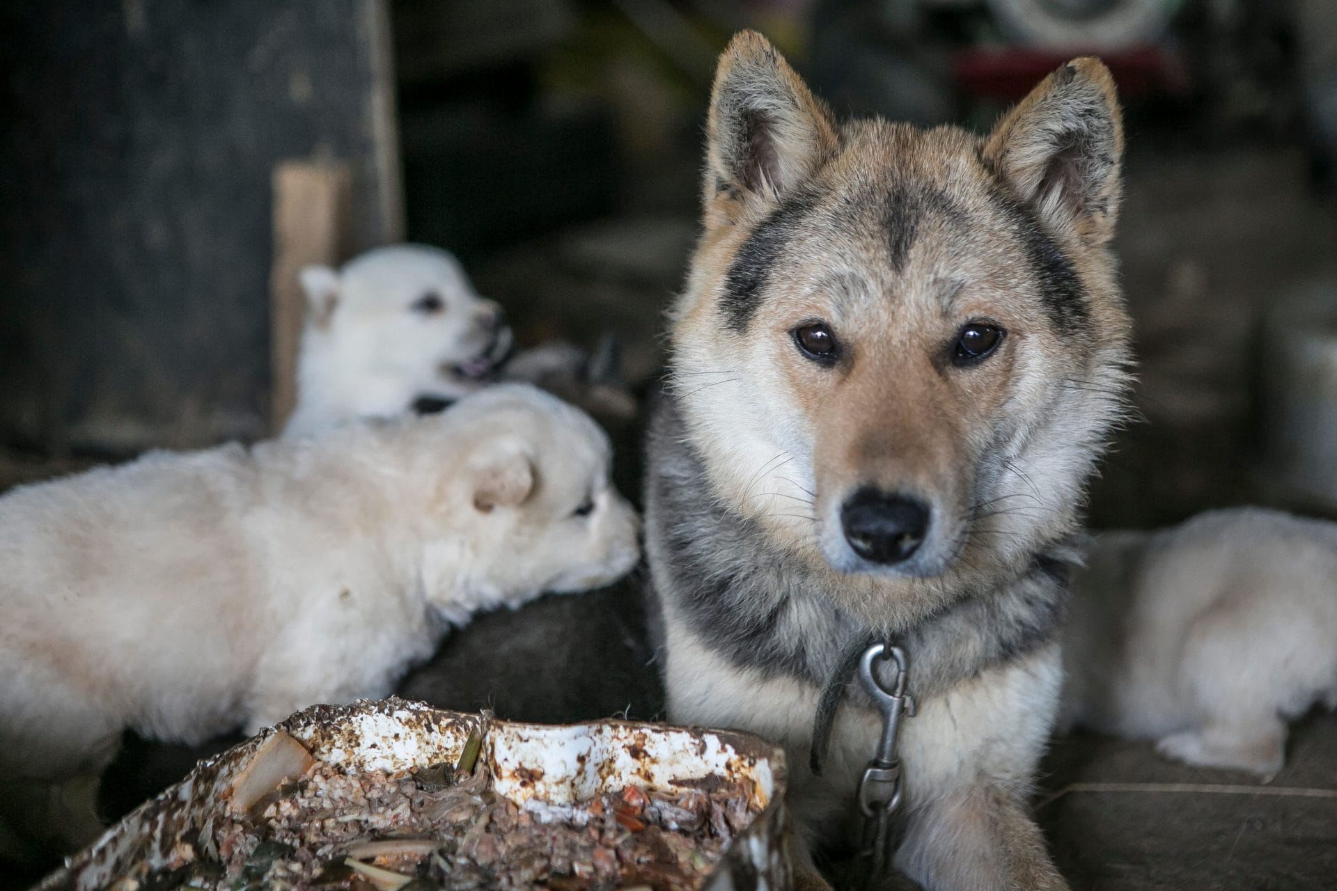 Mother dog and puppies in dog meat farm