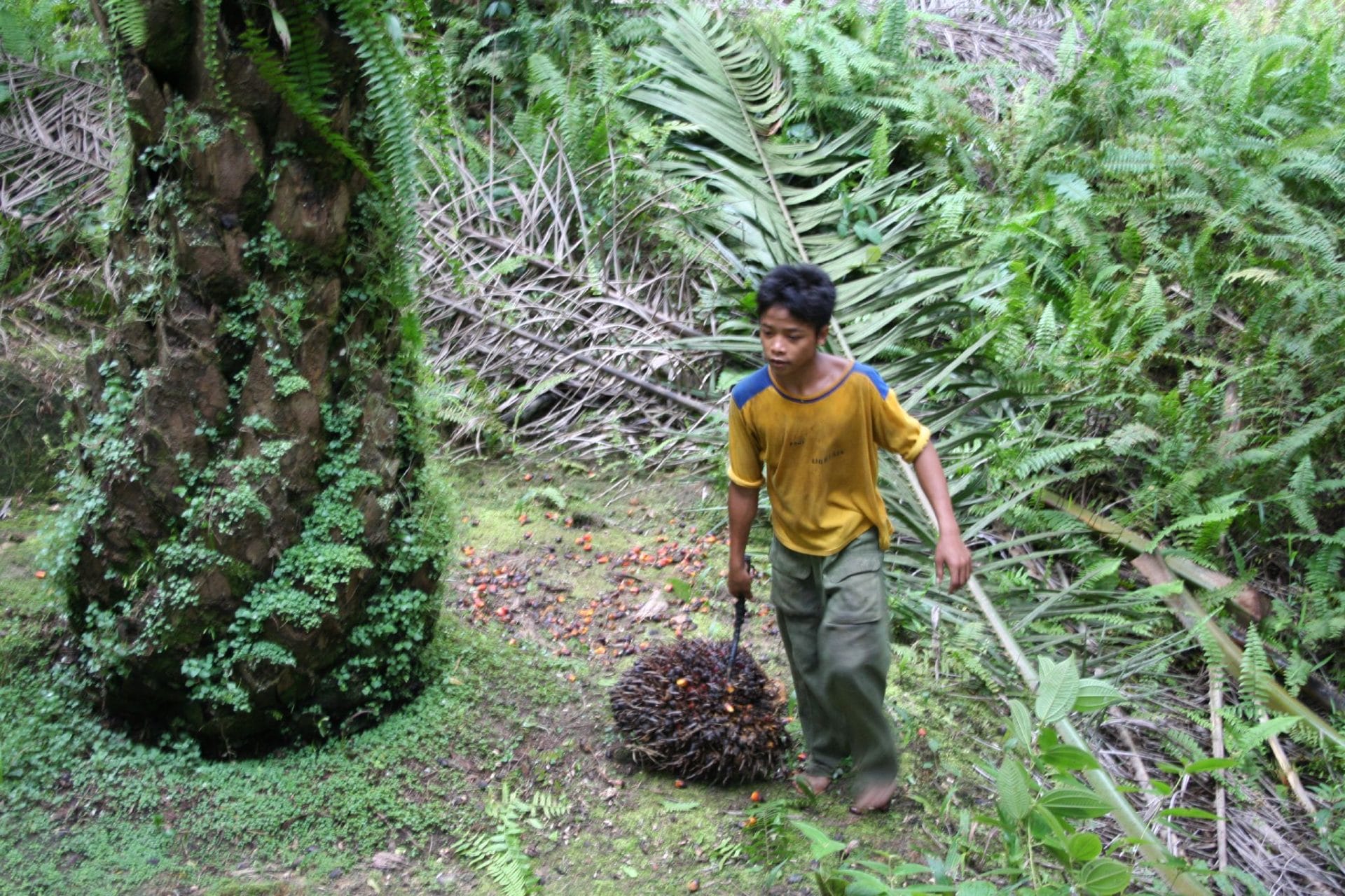 West Kalimantan boy in forest