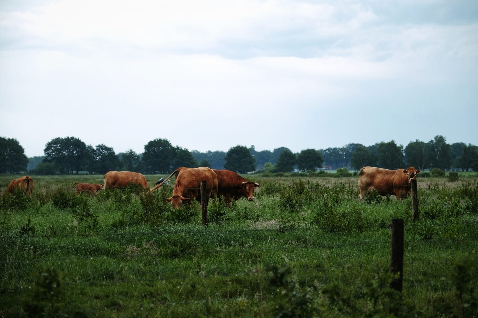 Cows grazing on farm land