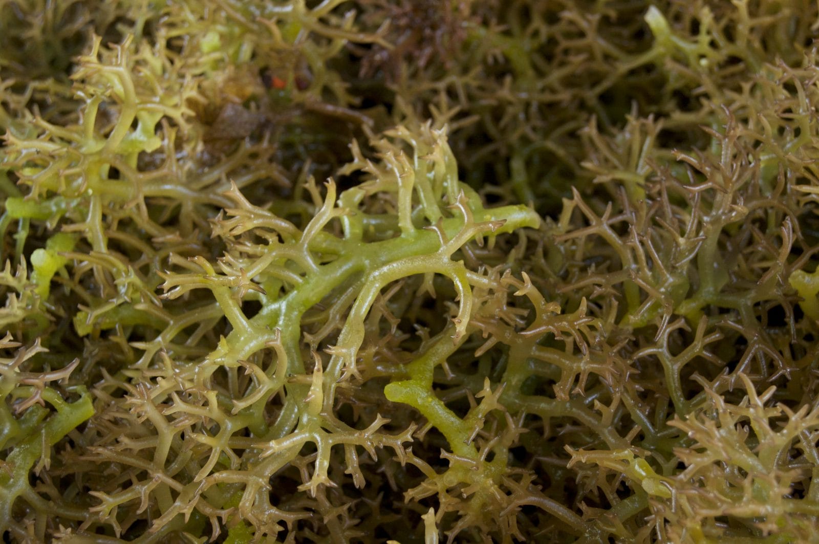 Green moss carrageenan