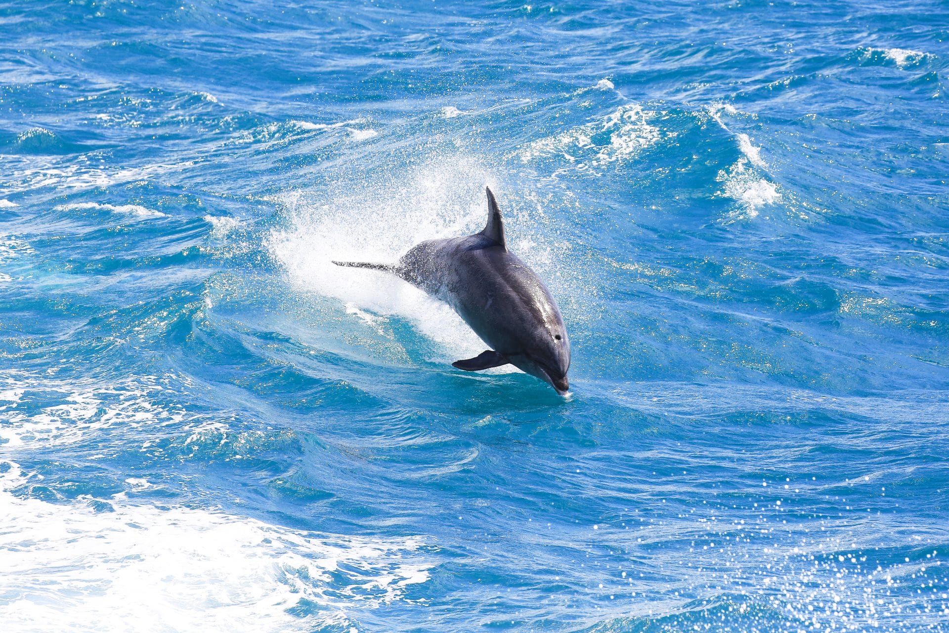 Bottlenose dolphin in Bay of Islands, New Zealand