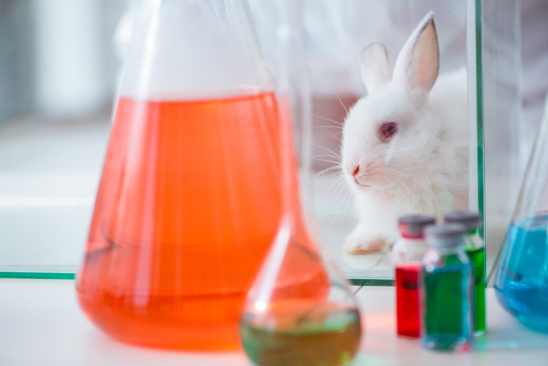 Rabbit in a science lab