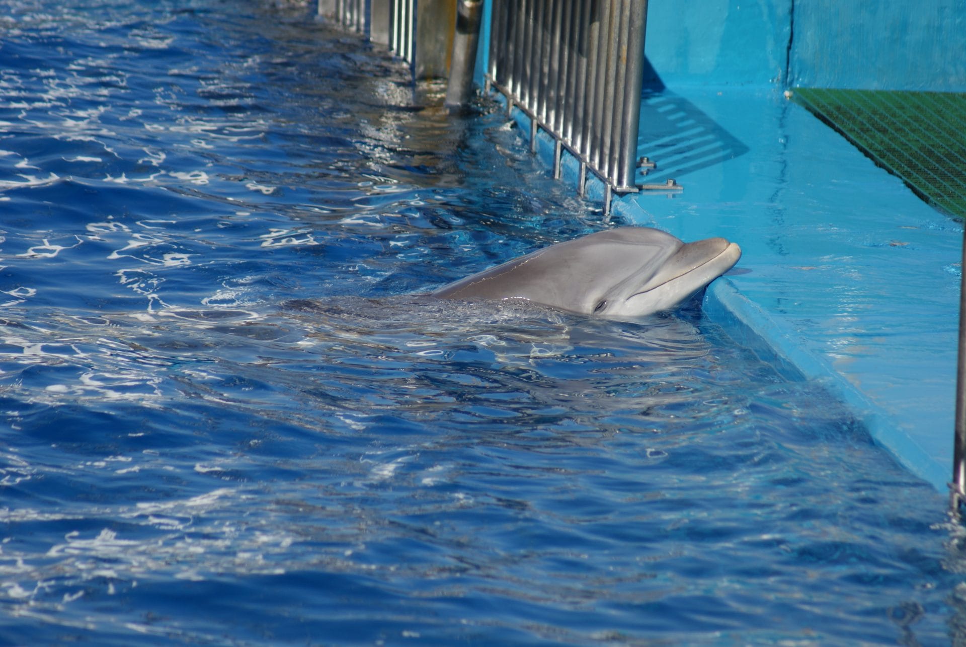 bottlenose dolphin in captivity