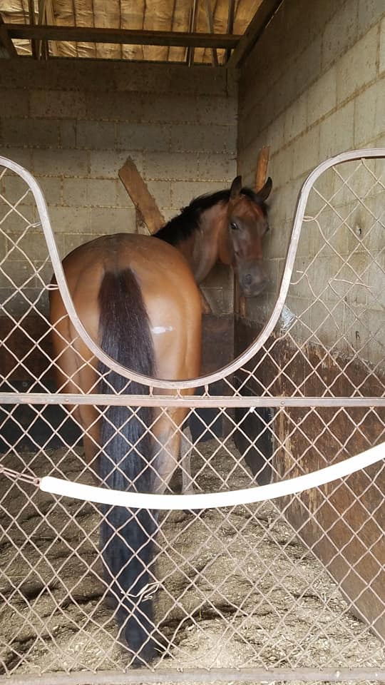 race horse in stall