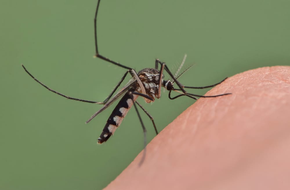 Mosquito Close up