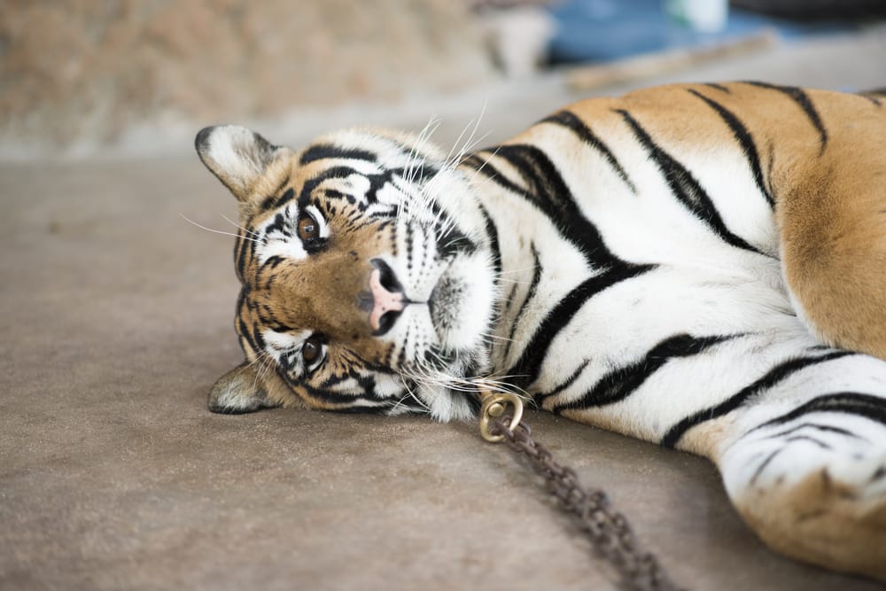 tiger king, tiger captivity, joe exotic