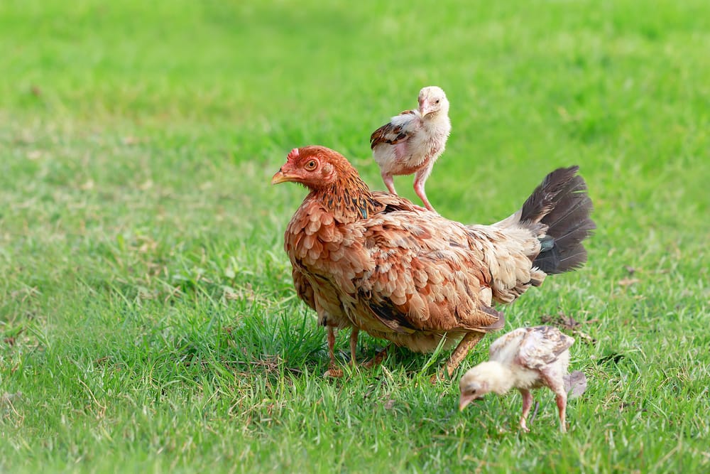 chicks with mom
