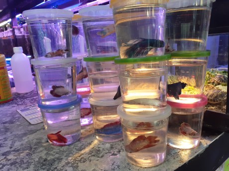 beta fish in jars