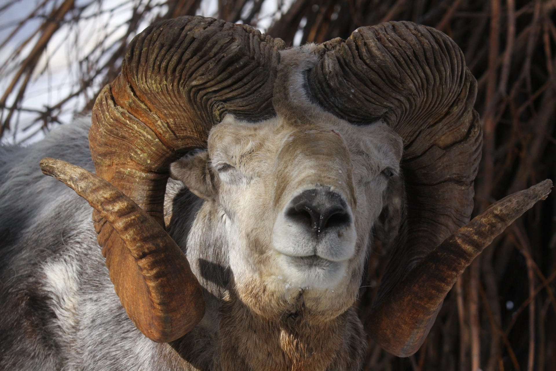 Mongolian Ram