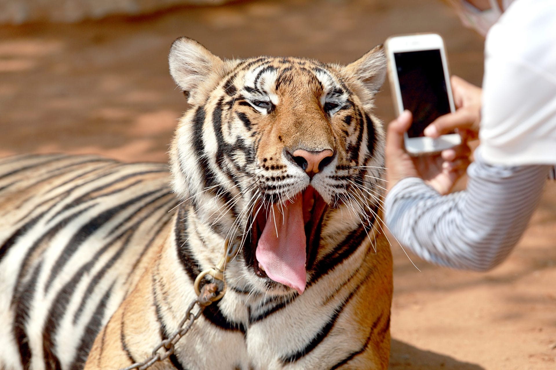 animal tourism tiger
