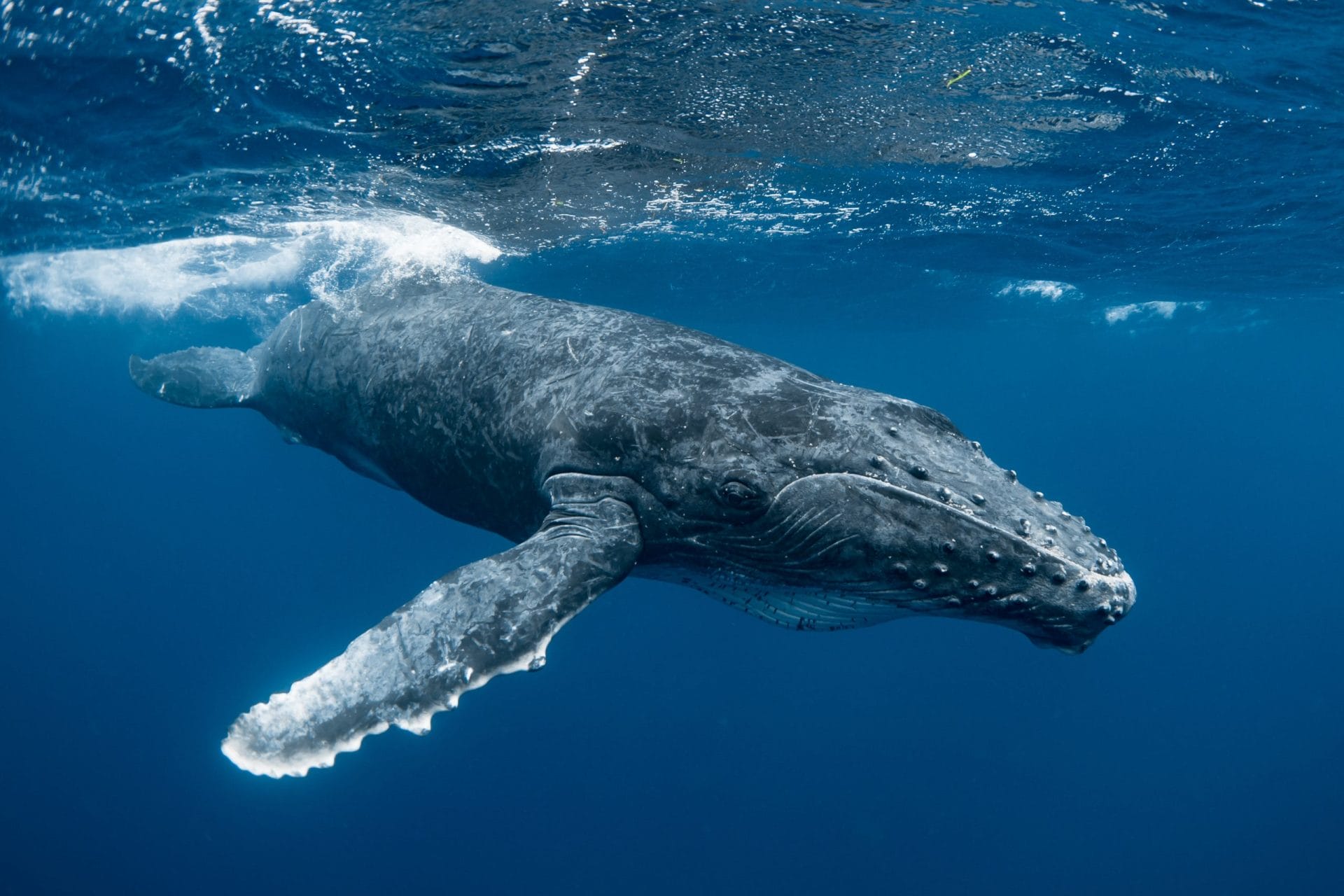 A curious Humpback whale calf in the emerald blue water of Tonga.