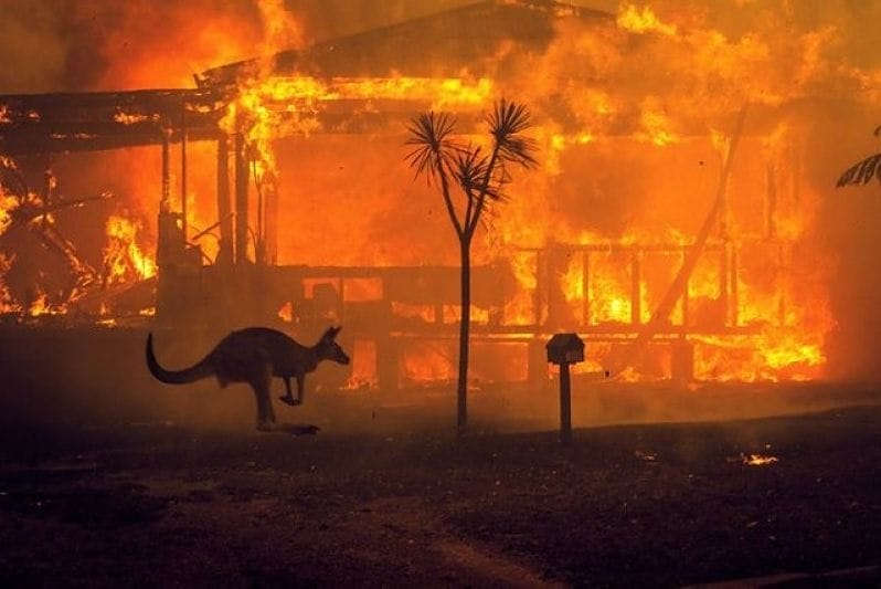A kangaroo passes a burning house in the 2019 Australian wildfires