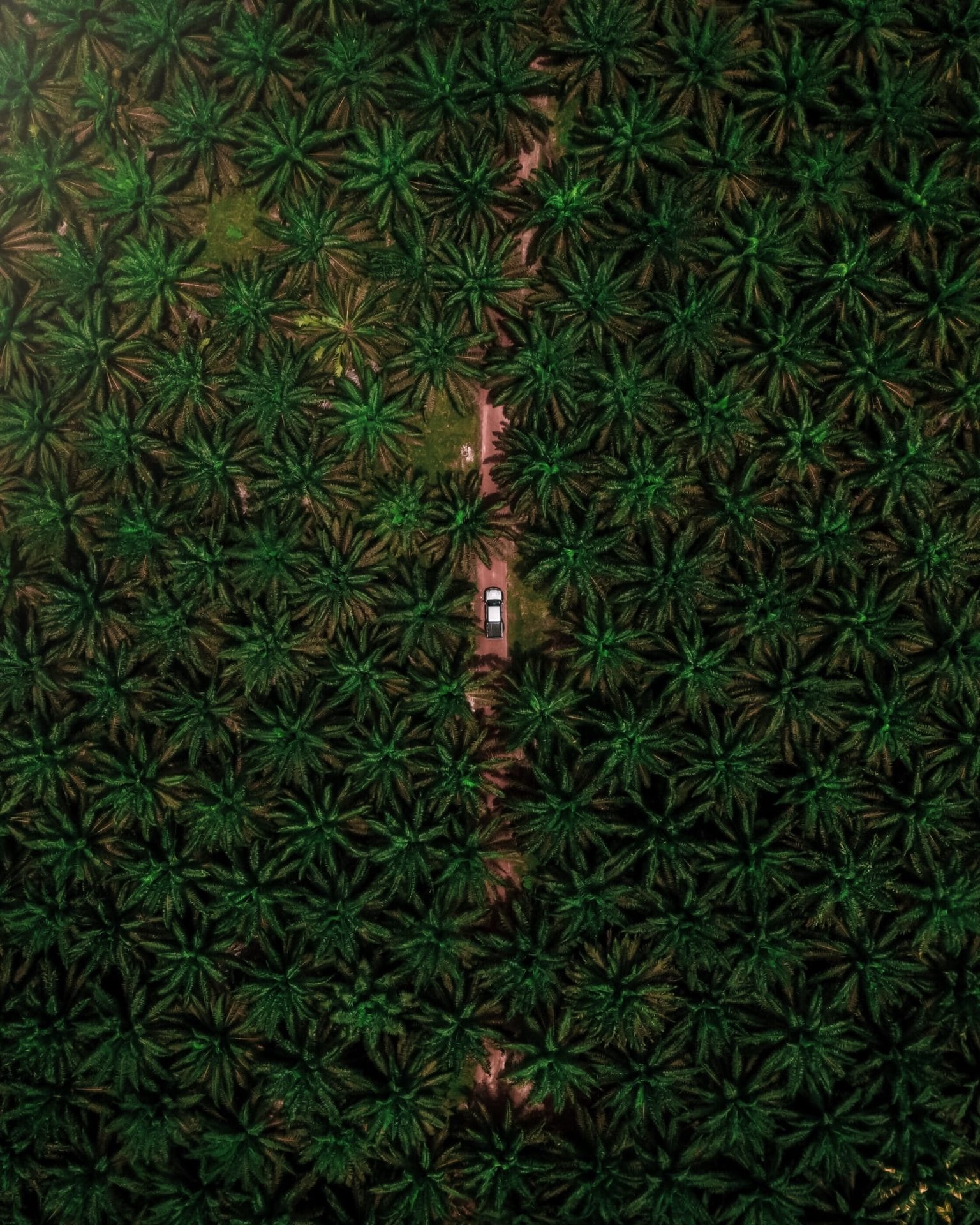 palm oil land