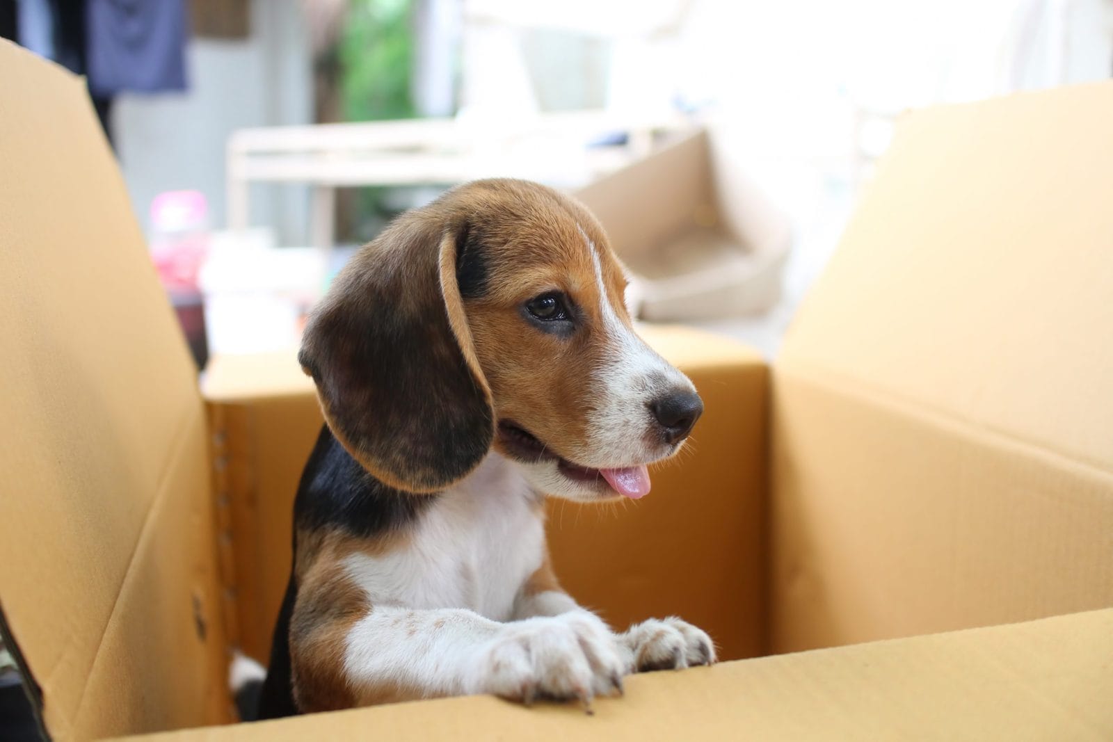 Cute beagle coming out of a box
