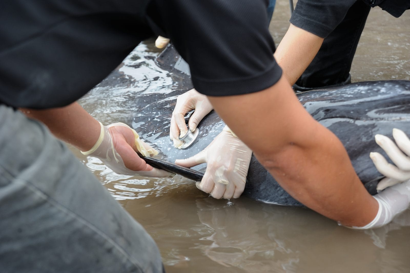 Stranded dolphin being helped by rescuers