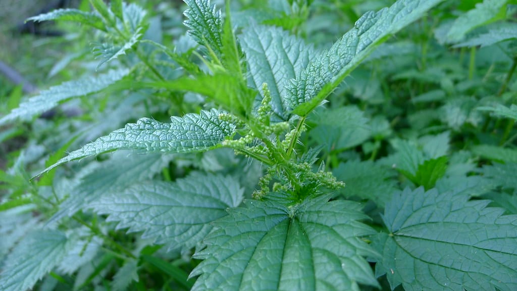 How to Grow and Use Stinging Nettles