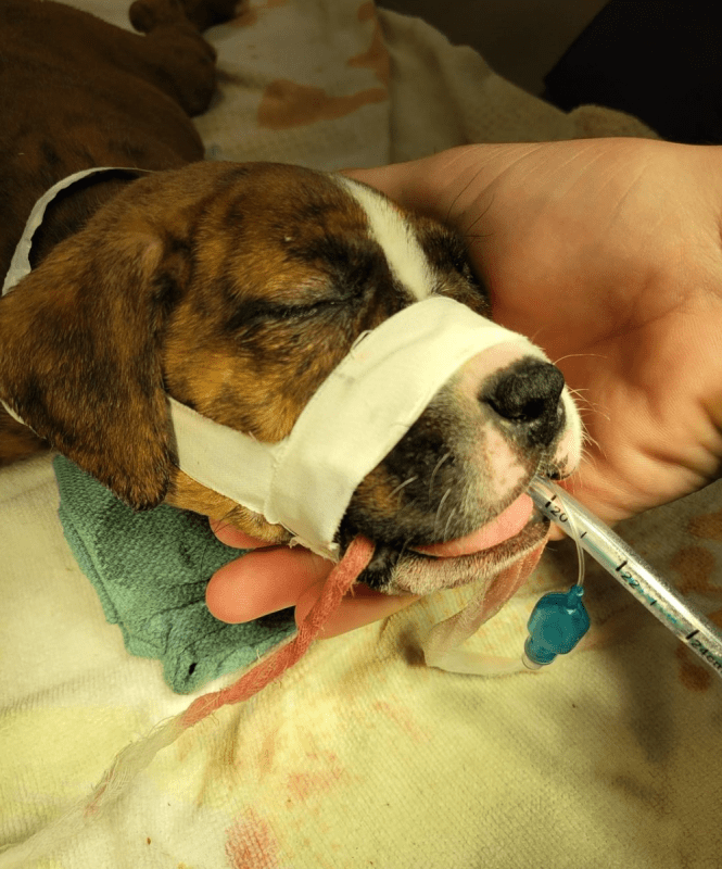 Puppy with tube going in his mouth and white tape around his face