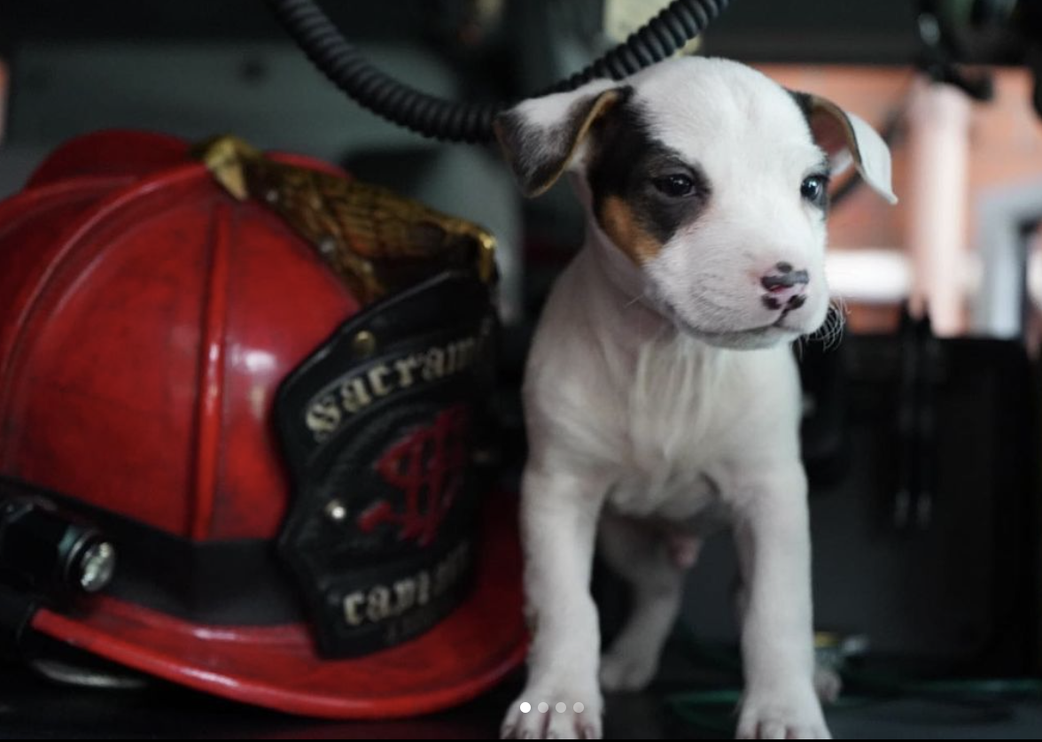 Puppy next to a firefighter helmet