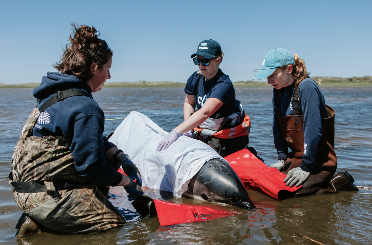 Rescue team saving beached dolphin