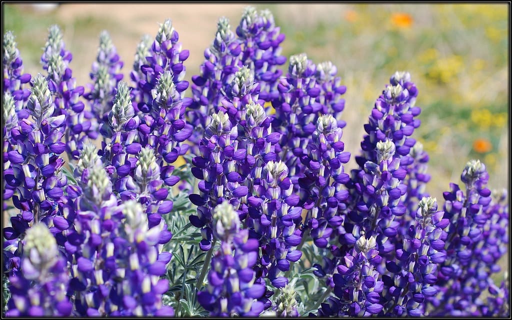 Purple Lupines flowers