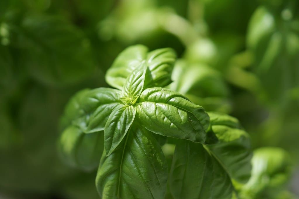 How to Keep Your Annual Herbs Happy for Longer