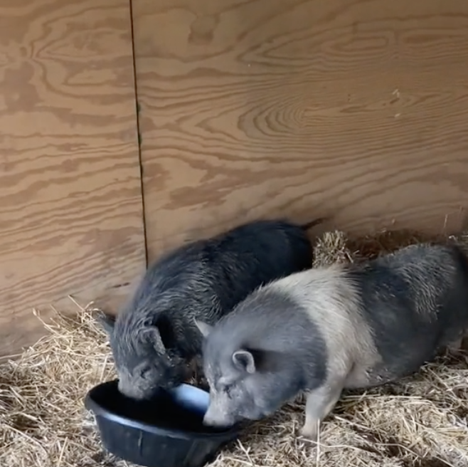 Two pigs eating food from bin