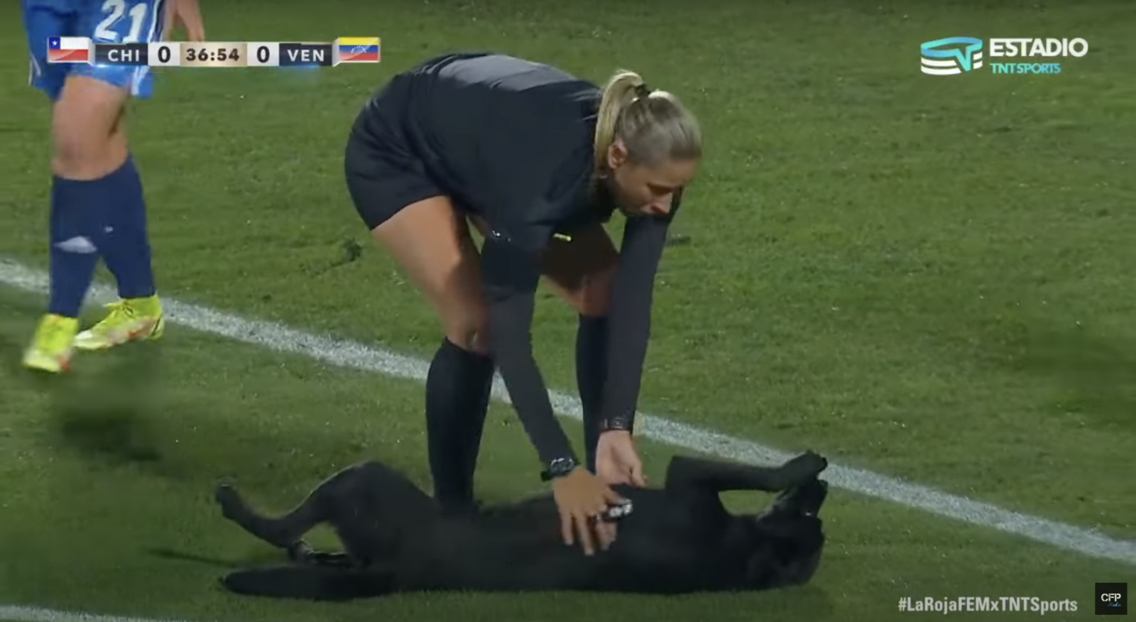 Dog getting belly rubs on soccer field