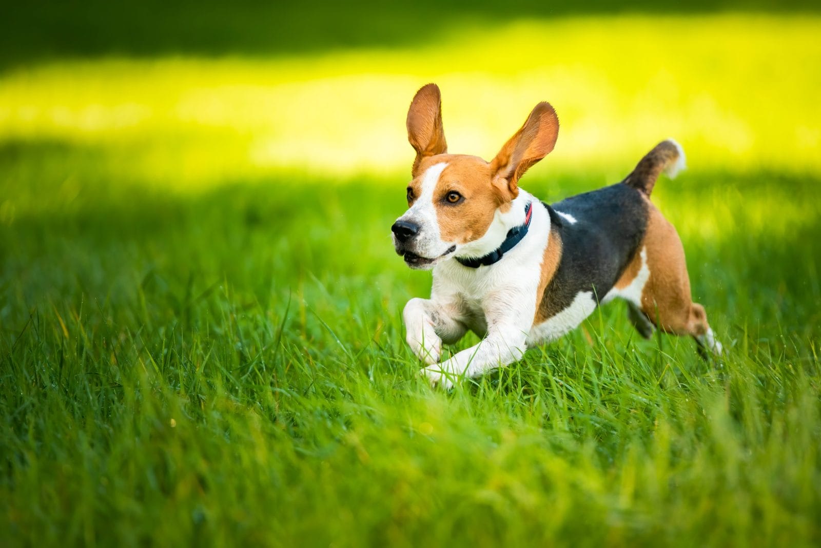 Beagle running through the grass