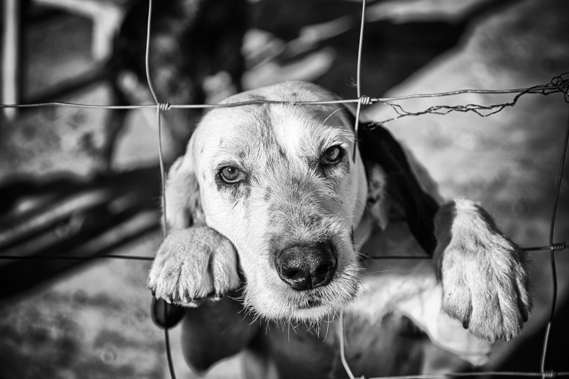 Dog looking through wire fence