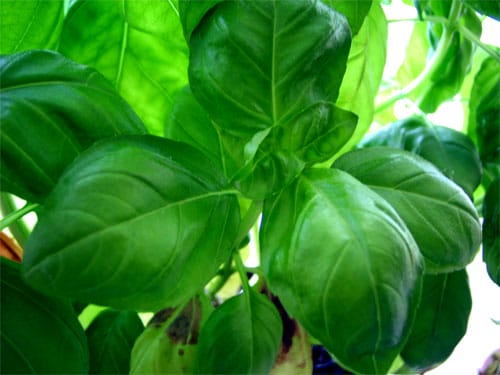 Basil growing in a planter