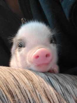 Cute piglet