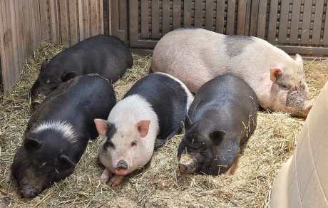 Piglets and Mom lounge together at Tiny Masters Sanctuary in LA. Courtesy Cindy Brady